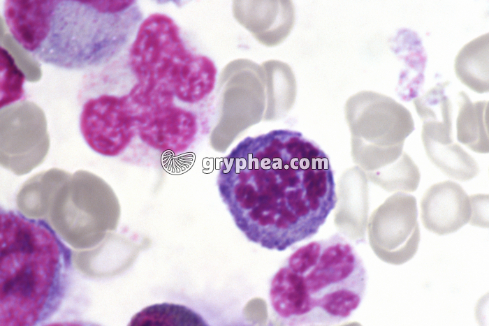 Moelle osseuse humaine cellules en mitose - mprophase x400 - gryphea.com